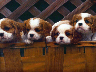 dogs and puppies dogs and puppies 320x240